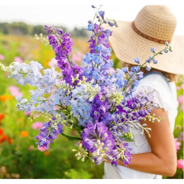 300 Rocket Larkspur Seeds Tall Mix Seed Open Pollinated Seed Fresh Garden - $11.99