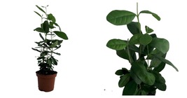 USA Seller - Feijoa Pineapple Guava Plant - Acca sellowiana - 4&quot; Pot - $50.98