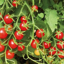 Sweetie Tomato Seeds Organic Fast Shipping - $9.19