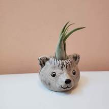 Handpainted Bear Pot with Air Plant, live plant, ceramic animal Airplant holder image 2