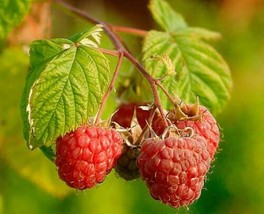 European Raspberry - Rubus idaeus - 25 seeds (G 085) - £1.59 GBP