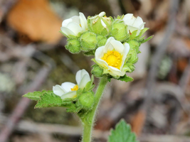 Sale 50 Seeds Prairie Cinquefoil Tall Potentilla Drymocallis Arguta White Pale Y - £7.64 GBP