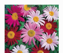 Daisy Painted Giant Robinsons Pyrethrum 33 Seeds Fresh Seeds Gardening USA - $10.50