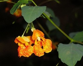 US Seller Jewelweed Impatiens Capensis Native For Hummingbirds 50 Seeds Harvest  - £11.77 GBP