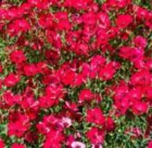 100 Scarlet Flax Seeds  Fresh Garden Seeds Non-GMO Heirloom - £7.79 GBP