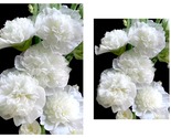 50 Seeds White Chaters Double Hollyhock Garden - £32.98 GBP