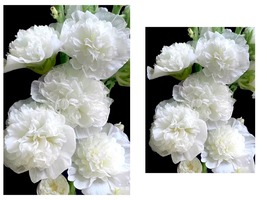 50 Seeds White Chaters Double Hollyhock Garden - £33.02 GBP