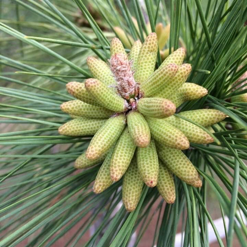 Pinus Long Tree Pinus Palustris Longleaf Pine Tree Long Lived Evergreen Tree Heirloom ...