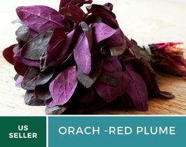 25 Orach Red Plume Triple Mountain Spinach Seeds Atriplex hortensis Leafy Green - £12.45 GBP
