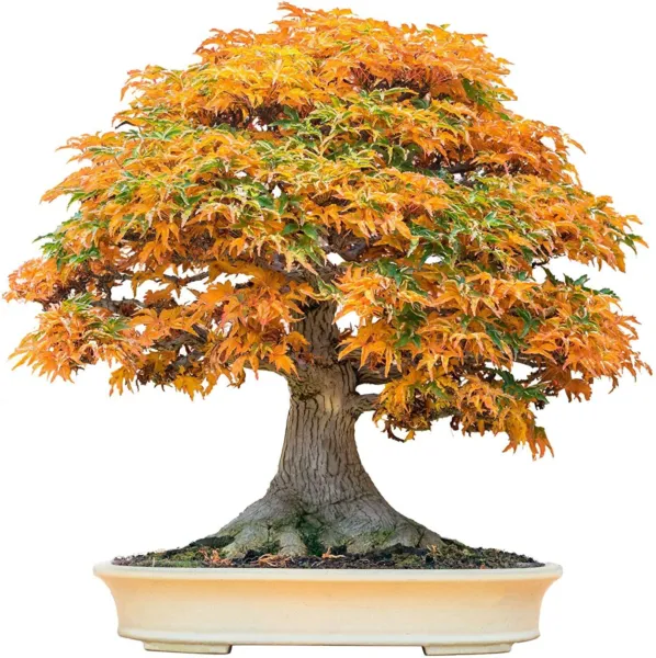 Bonsai Tree Seeds Trident Maple 30+ Seeds Highly Prized For Bonsai (Acer B Garde - £15.68 GBP