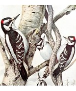 Downy And Hairy Woodpeckers 1936 Bird Art Lithograph Color Plate Print D... - $760.08 MXN