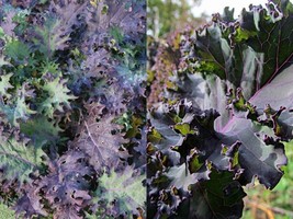 Variety Size Red Russian Kale NON-GMO Antioxidants Ragged Jack Seeds - £9.27 GBP+