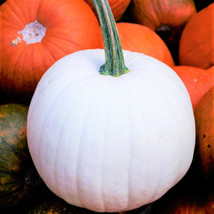 New Fresh Seeds Casper White Pumpkin Ghost Queen Lumina Polar Bear Pumpkins - $9.90