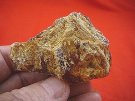 (k-3100) 45 g Rare Kauri tree Gum copal young Amber New Zealand Tane Mahuta - $38.39