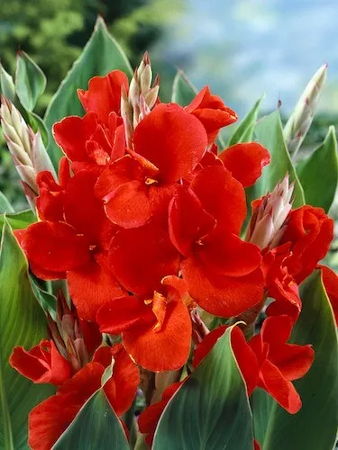 1 - Dwarf Canna Lily VALENTINE Flower Bulb Tuber Rhizome BLOOMS JUNE to ... - $19.25