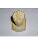 Dental Tooth Model Plaster Cast Anatomy Morphology Teaching Lower 1st Bi... - $24.43 CAD