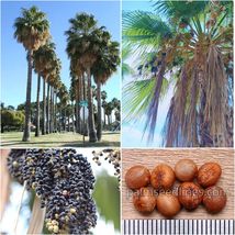 Washingtonia Robusta Seeds 1000 Und Mexican Fan Palm Tree Rare Plant Who... - $50.00