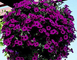 G_S Purple Wave® Spreading Petunia Seeds - $8.52