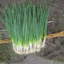 White Lisbon Bunching Onion Seeds, Scallions, NON-GMO, Heirloom, Free Shipping - £1.30 GBP+