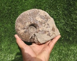 Rare Ammonite Cretaceous Nautilus Ammonite Fossil – Genuine Morocco Fossils - $1,009.55 MXN