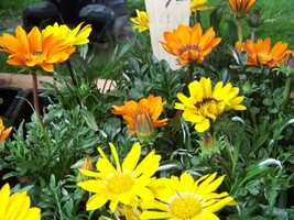 40 Seeds Gazania Sunshine Mix Perennial Perennial New Fast Shipping - $5.62