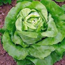 Lettuce Buttercrunch Butterhead Lettuce Seeds Fresh Seeds From US - $10.99