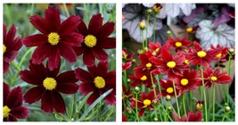 sun coreopsis RED ELF potted plant Gardening  - $44.99