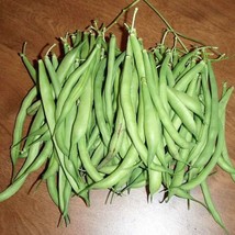 50 Greencrop Bean Phaseolus Vulgaris Vegetable Seeds New Fresh Seeds USA - £12.21 GBP