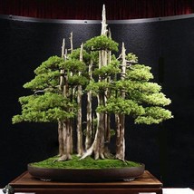 Juniperus Chinensis Var Chinensis Chinese Juniper Bonsai Tree 20 Seeds Garden Fa - $19.94