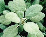 Culinary Sage Herb Seeds Non Gmo Fresh Harvest Fast Shipping - $8.99