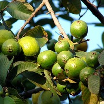 Tropical Guava Seeds - Psidium Guajava, Choose 30/120/600 Qty, Fruit Garden Plan - £5.89 GBP