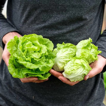 1000 Tom Thumb Lettuce Seeds Fresh Fast Shipping - $3.36