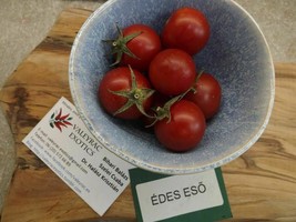 Sweet Rain Tomato - Sladkaya Grozd - 5+ seeds - P 306 - $1.99