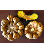 Extremely Rare Endangered Plant Canacin Squash Seeds ***ENDANGERED PLANT... - $14.95
