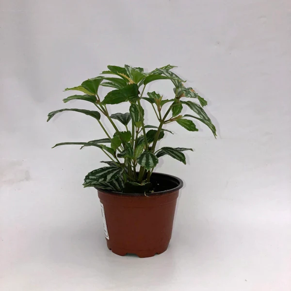 Semilir Pilea Cadierei Minima 3.5 Until 4 Inch Pot - $511.82 MXN