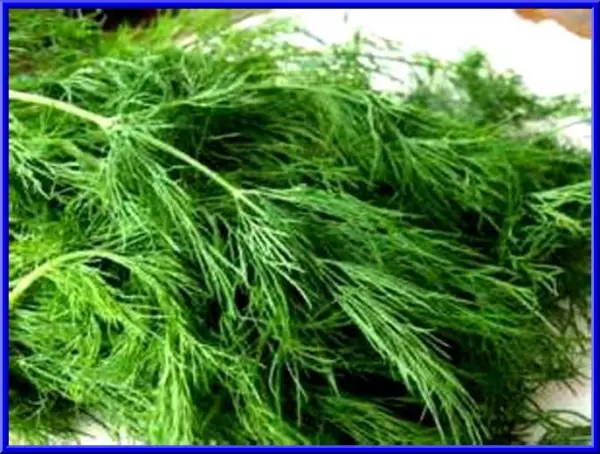 USA Seller FreshDill Long Island Mammoth 200 Seeds Make Your Own Dill Pickles - £8.25 GBP