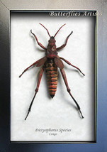 Dictyophorus Real African Koppie Foam Grasshopper Entomology Collectible... - £55.12 GBP