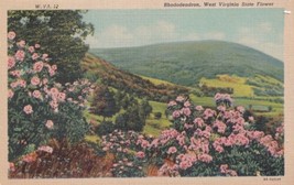 Rhododendron West Virginia State Flower WV Postcard D58 - £2.35 GBP