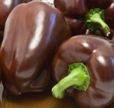 Sweet Chocolate Bell Pepper Seeds 50 Seeds Nongmo4 Items From US - $8.35