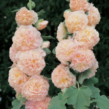 30 Pc Seeds Salmon Double Hollyhock Flower, Hollyhock Seeds for Planting | RK - £13.18 GBP