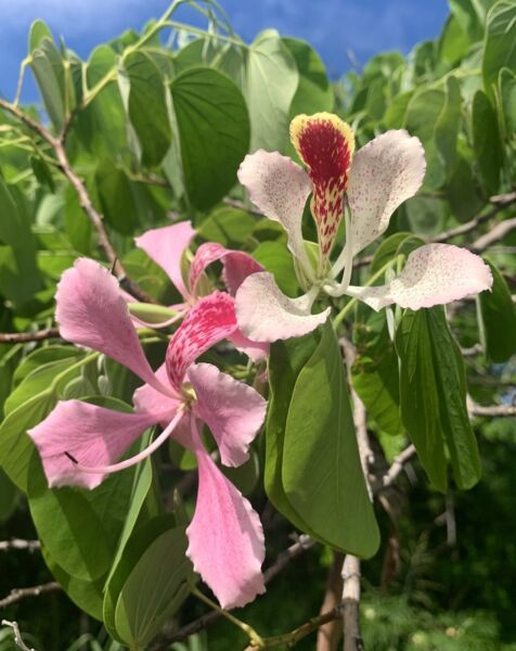 Pink Bauhinia Monandra Orchid Tree Napoleon'S Plume 10 Seeds Fresh Garden - $17.99