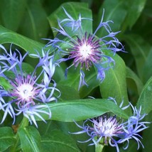 Fresh USA Seller Centaurea Montana Seed - $9.96