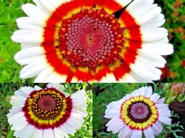 200+ Seeds Chrysanthemum Tri-Color PAINTED DAISY Garden/Patio Containers Annual - £13.37 GBP