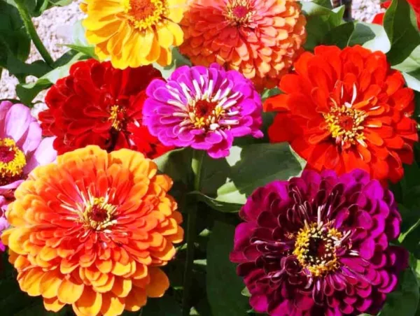 Zinnia California Giant Mix Seeds 100 Flower Non Gmo Usa Garden Fresh USA Shippi - $8.00