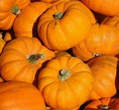 Pumpkin Seeds 20 Jack Be Little Vegetable Decorative Garden USA Seller - £4.61 GBP