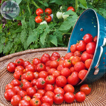 Husky Cherry Red Tomato Seeds - £5.15 GBP