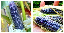 8 Seeds Garden Adventure Awaits: Baby Blue Jade Corn - Seeds - £32.15 GBP