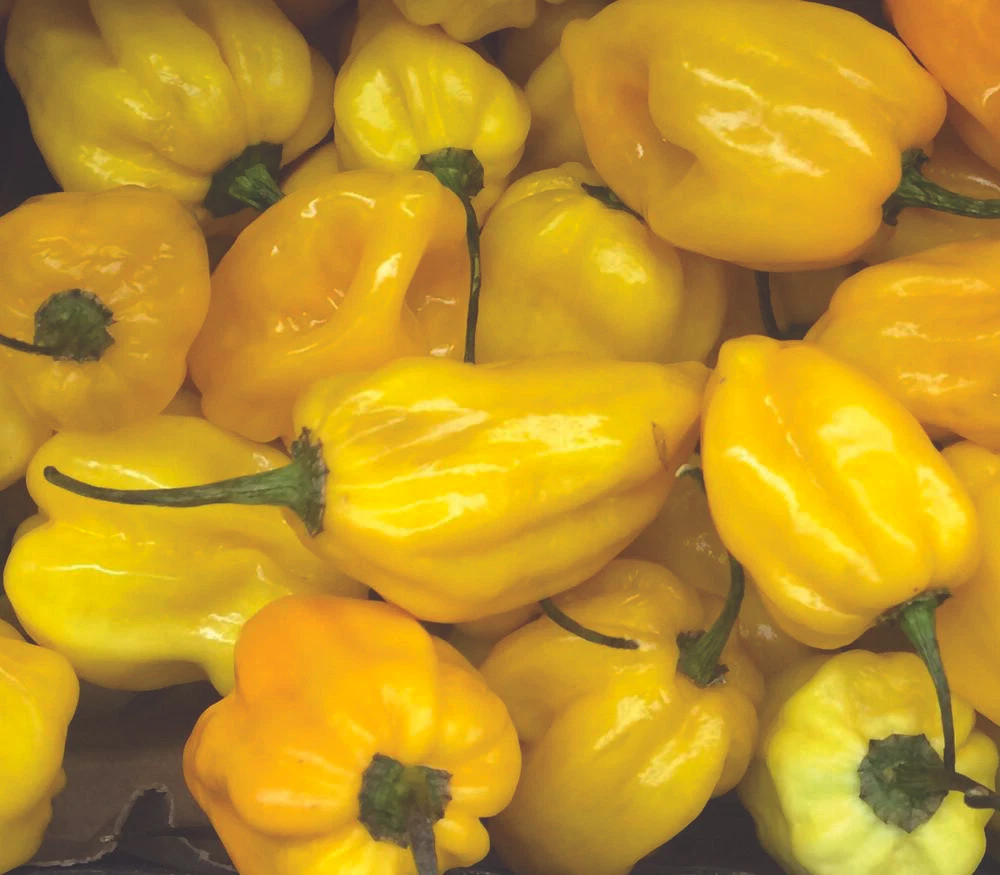 50+ Seeds - Lemon Habanero - Very Hot Pepper Yellow -  NON-GMO  for 2025... - $9.35