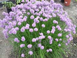 Chive Seeds Great On A Baked Potato Yum Garden USA Shipping - $12.98