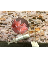 10ml / 60ml Pink Oyster  Mushrooms Specialist Range Liquid Mycelium Culture / Se - $8.71 - $41.14